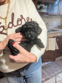 Cuccioli barboncino nano