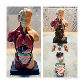 Modello anatomico corpo umano