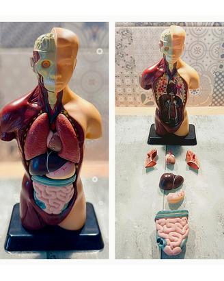 Modello anatomico corpo umano