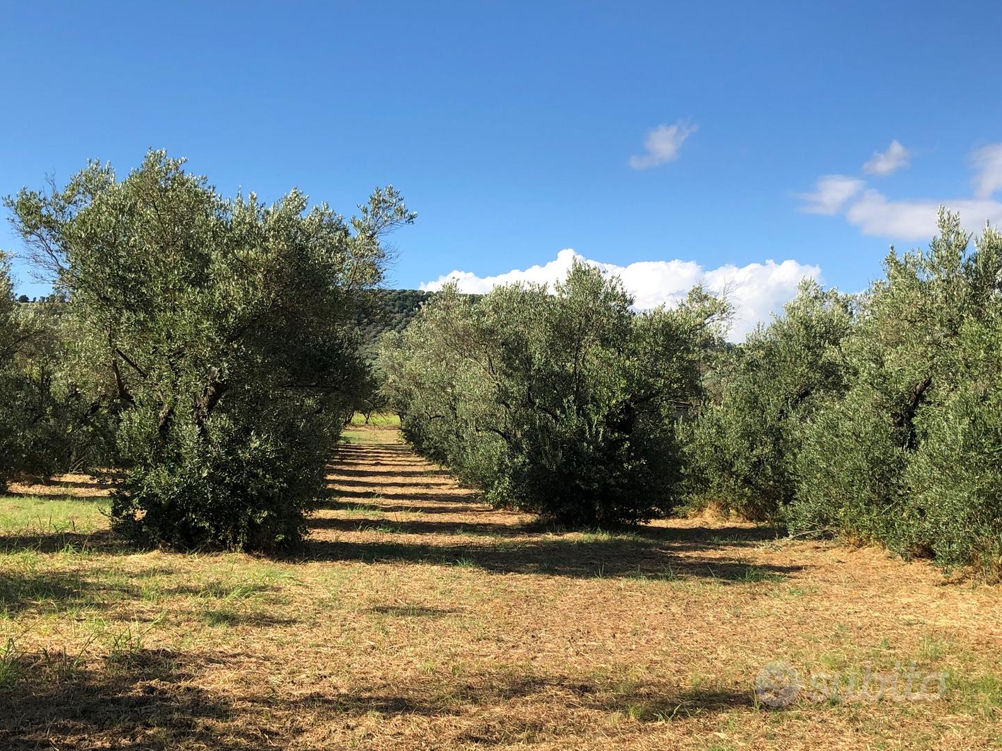 Terreno Agricolo - Vista 5