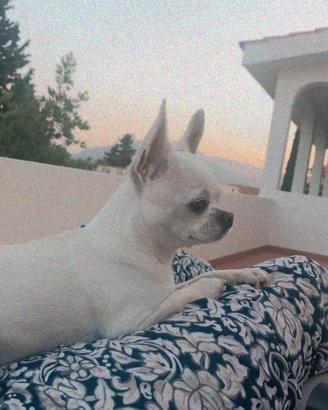 Chihuahua per monta