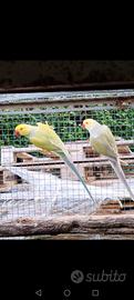 Parrocchetti dal collare