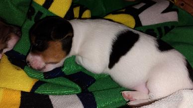 Cuccioli di jack Russell