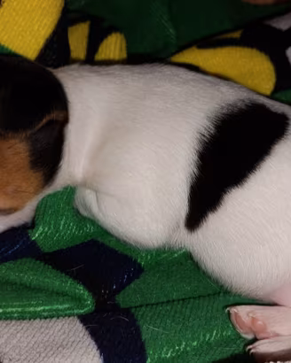 Cuccioli di jack Russell