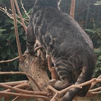 Gattino Bengala maschietto