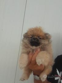 Splitz pomerania