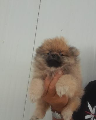 Splitz pomerania