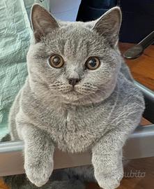 Cuccioli di British Shorthair
