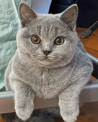 Cuccioli di British Shorthair