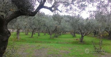 Uliveto 121 piante S.C.e Damiano con ATTO NOTARILE