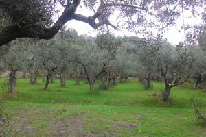 Uliveto 121 piante S.C.e Damiano con ATTO NOTARILE
