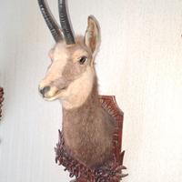 ANIMALI.  IMBALSAMATI