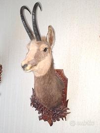 ANIMALI.  IMBALSAMATI