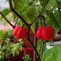 Peperoncino Carolina Reaper