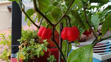 Peperoncino Carolina Reaper