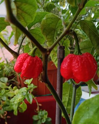 Peperoncino Carolina Reaper