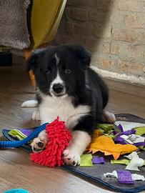 Border collie cuccioli