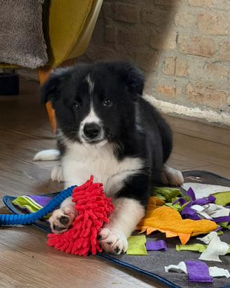 Border collie cuccioli