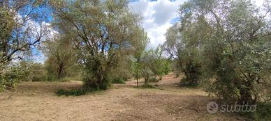 Terreno con Uliveta di 7300 mq a Scandicci