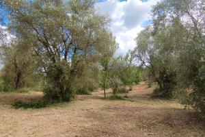Terreno con Uliveta di 7300 mq a Scandicci