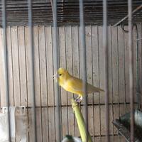 Canarino spagnoletto