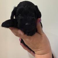 Schnauzer nero nano
