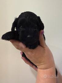 Schnauzer nero nano
