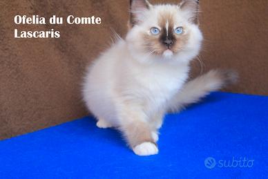 OFELIA, cucciola razza ragdoll con pedigree