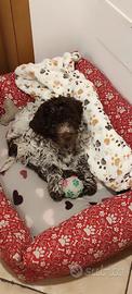 Cucciola di lagotto