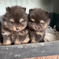 Spitz pomerania mini toy