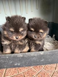 Spitz pomerania mini toy