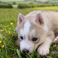 Cucciolo di Siberian Husky