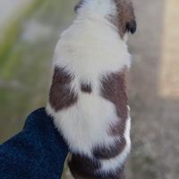 Cuccioli di san Bernardo