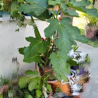 fico frutta pianta verde giardino terrazzo