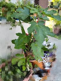 fico frutta pianta verde giardino terrazzo