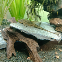 Coppia Sturisoma leightoni