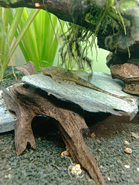 Coppia Sturisoma leightoni