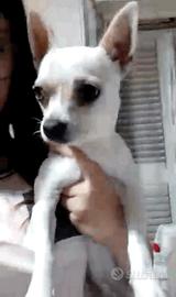 Chihuahua