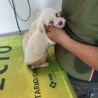 Cucciolate setterb, spinoni e rhodesian