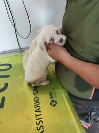 Cucciolate setterb, spinoni e rhodesian