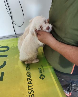 Cucciolate setterb, spinoni e rhodesian