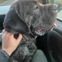 Cane corso ADOZIONE