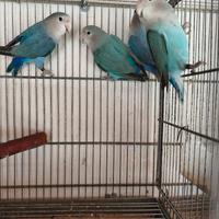 Inseparabili NT sessati & anellati