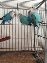 Inseparabili NT sessati & anellati