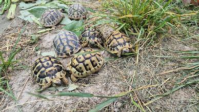 Tartarughe di terra Testudo Hermanni