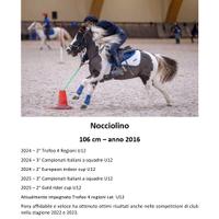 Ivendo pony