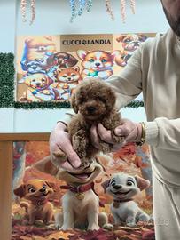 Barboncini Toy albicocca Compas KLARNAscalapay