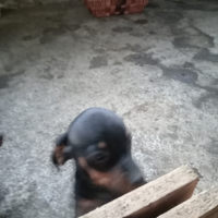 Bassotto nero focato