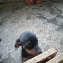 Bassotto nero focato