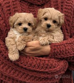 Maltipoo cuccioli